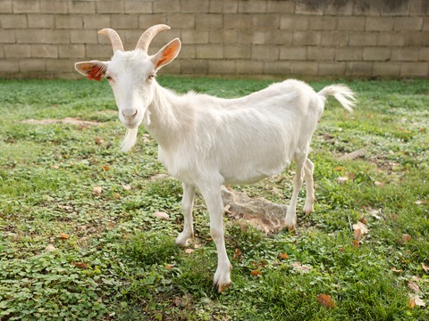 Kokola - slika