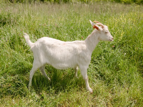 Keci - image